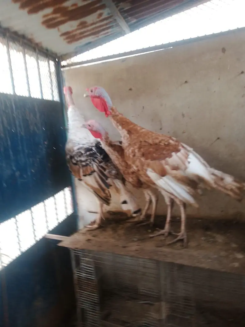 Golden and Piet Turkey — photo 5