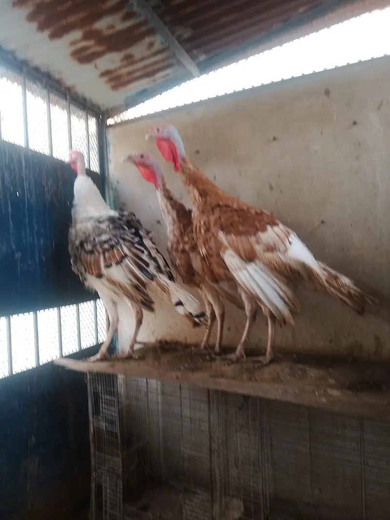 Golden and Piet Turkey — photo 6