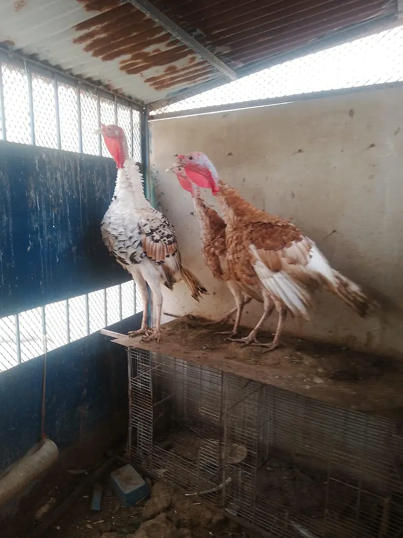 Golden and Piet Turkey — photo 7