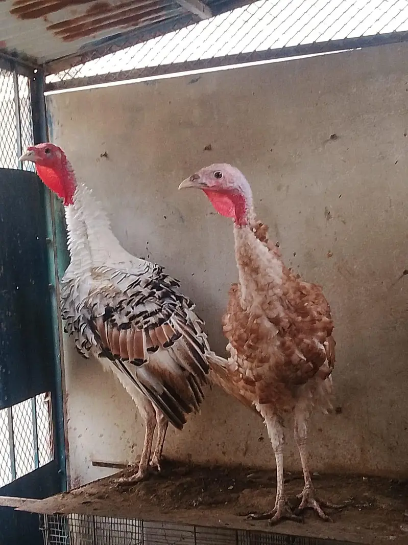 Golden and Piet Turkey — photo 8