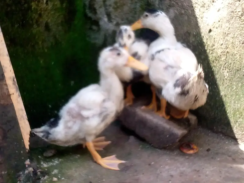 Duck pair sale