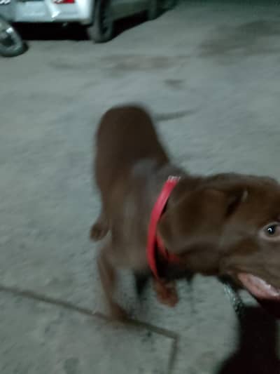 chocolate lab 3 months old vaccinated female