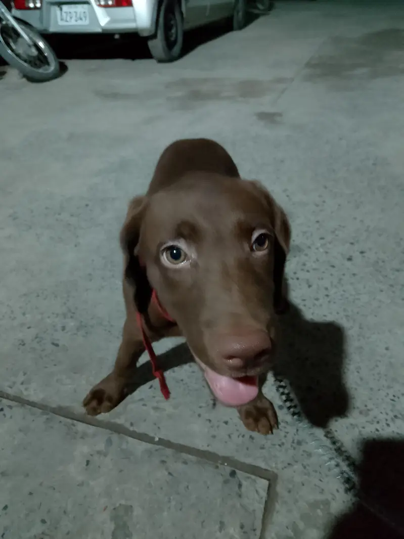 chocolate lab 3 months old vaccinated female — photo 2