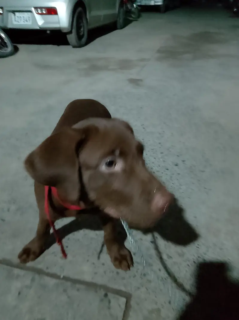 chocolate lab 3 months old vaccinated female — photo 3