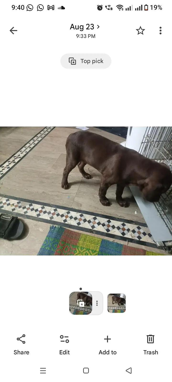 chocolate lab 3 months old vaccinated female — photo 12