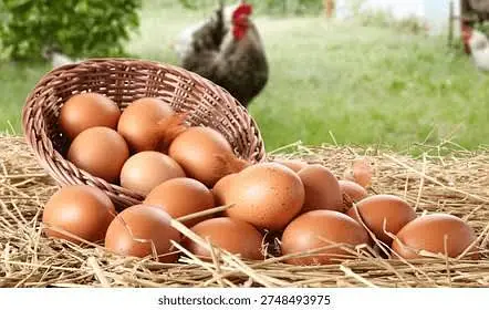 Egg starter pathii golden misri murgi — photo 2