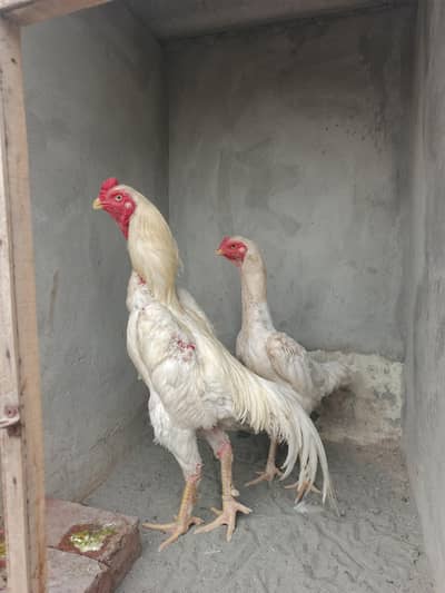 White Shamo Breeder pair