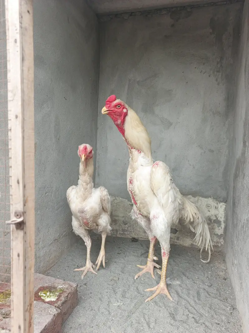 White Shamo Breeder pair — photo 2