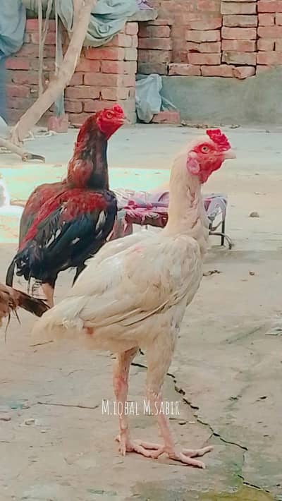 1 pec heera male 1pec mianwali female. 1 pec male rad aseel