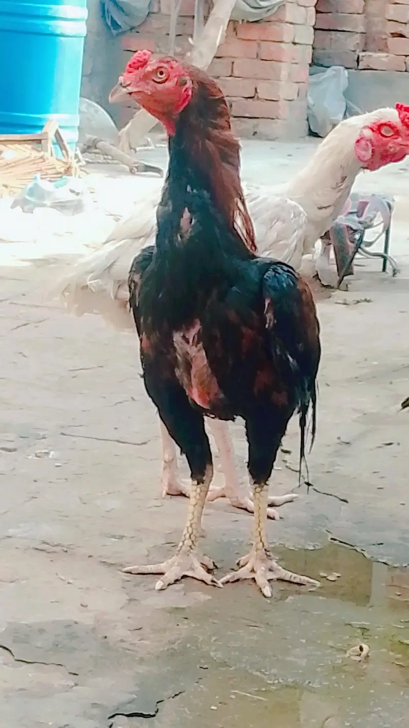 1 pec heera male 1pec mianwali female. 1 pec male rad aseel — photo 3