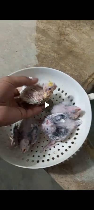 cream cocktail chick for hand feed tamming purpose