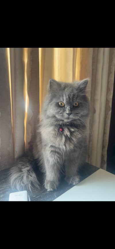 parsion cat triple coat