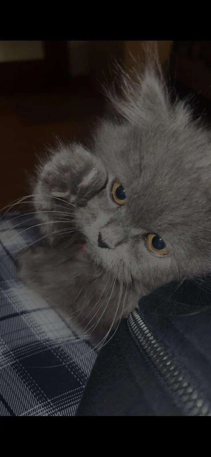 parsion cat triple coat — photo 2