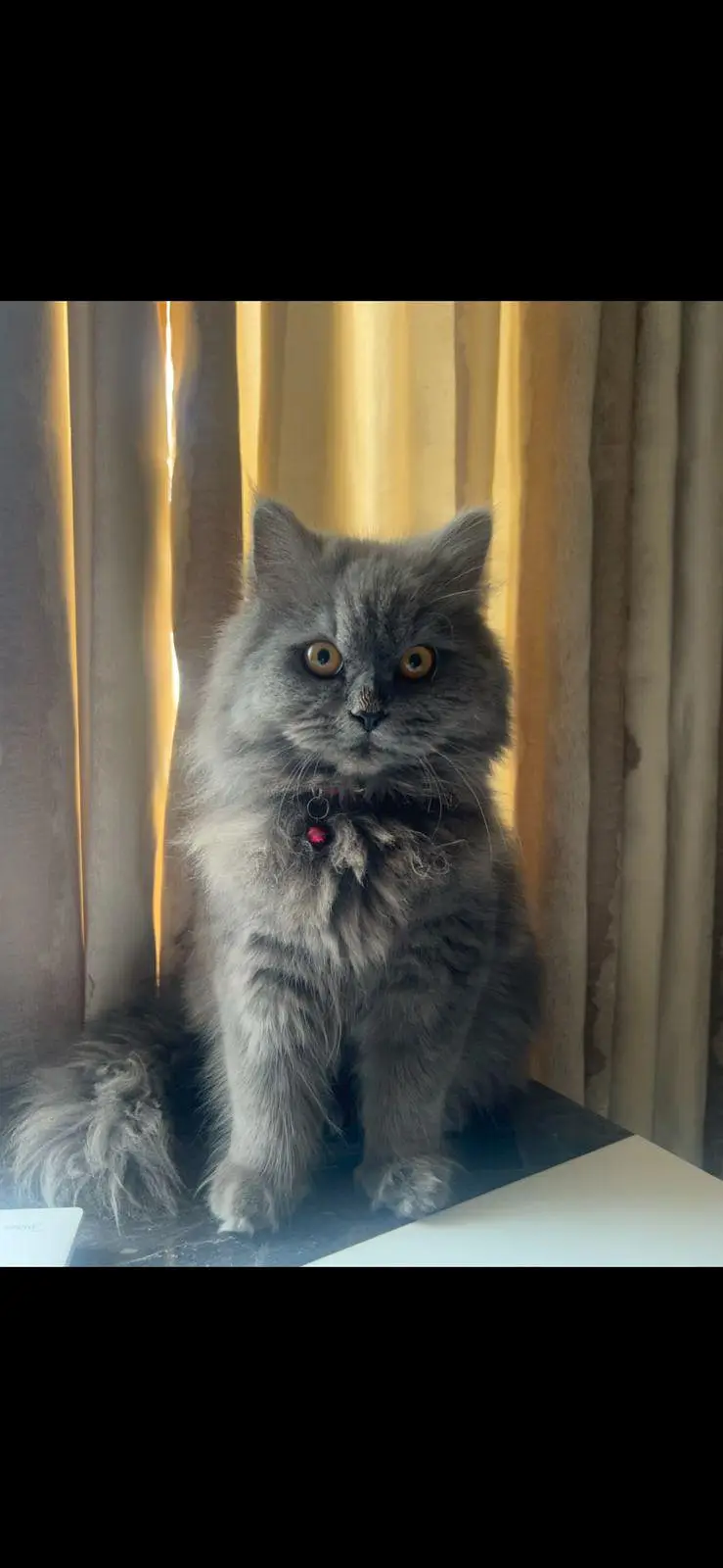 parsion cat triple coat — photo 3