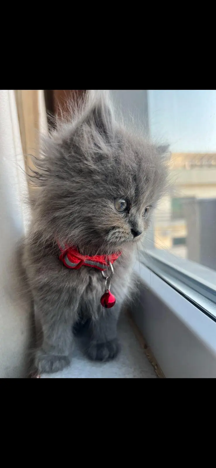 parsion cat triple coat — photo 4