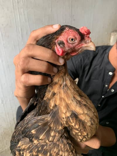 aseel amroha x Mianwali female egg laynking