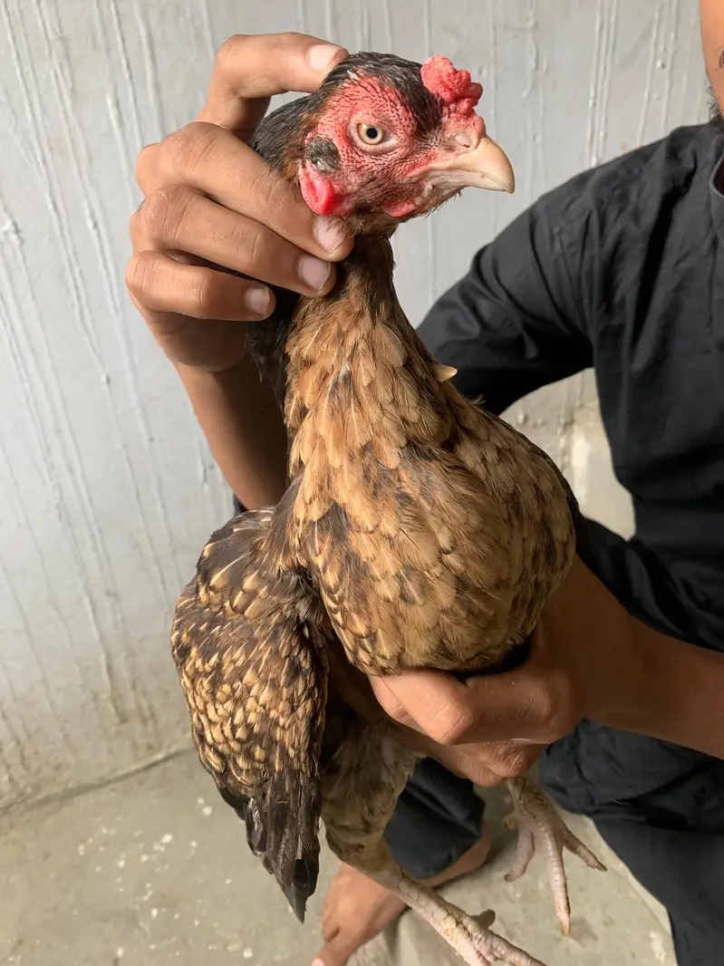 aseel amroha x Mianwali female egg laynking — photo 2