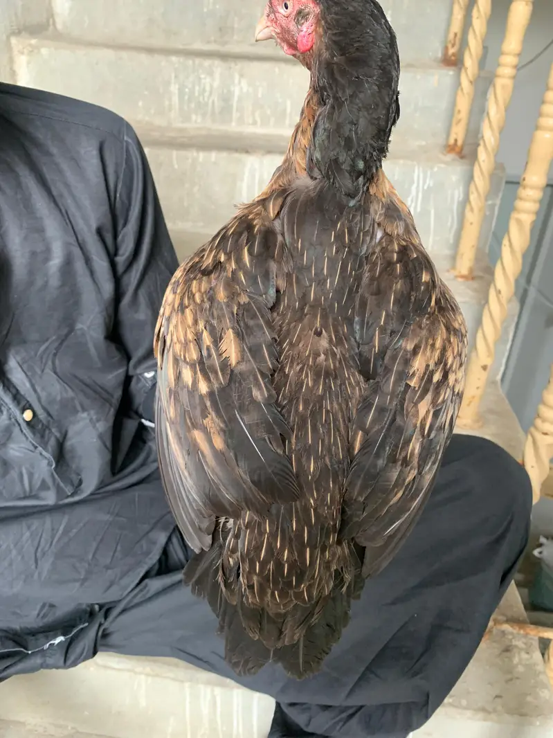 aseel amroha x Mianwali female egg laynking — photo 3