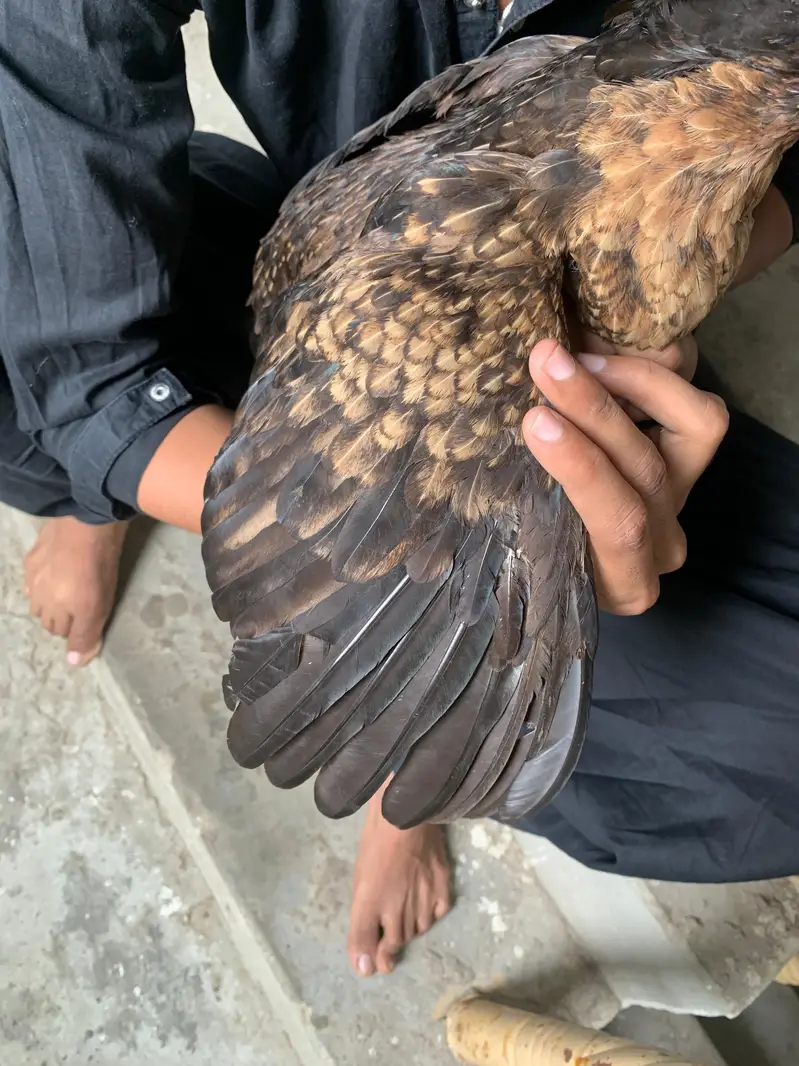 aseel amroha x Mianwali female egg laynking — photo 4