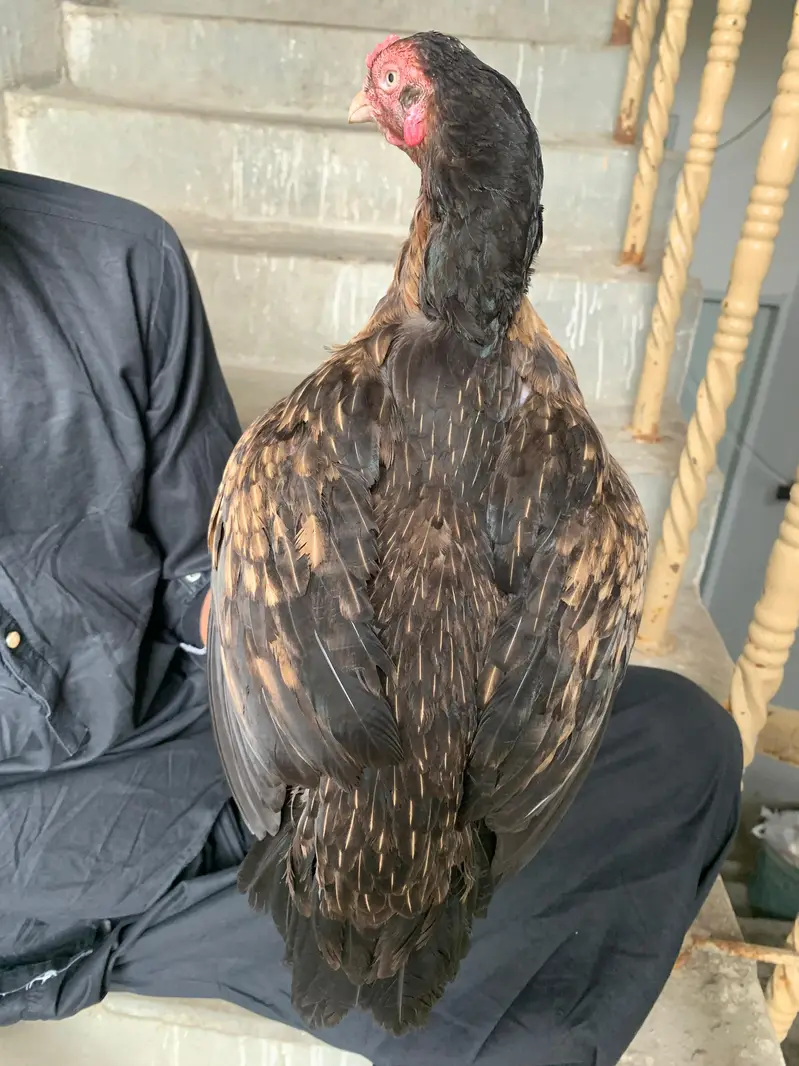 aseel amroha x Mianwali female egg laynking — photo 5