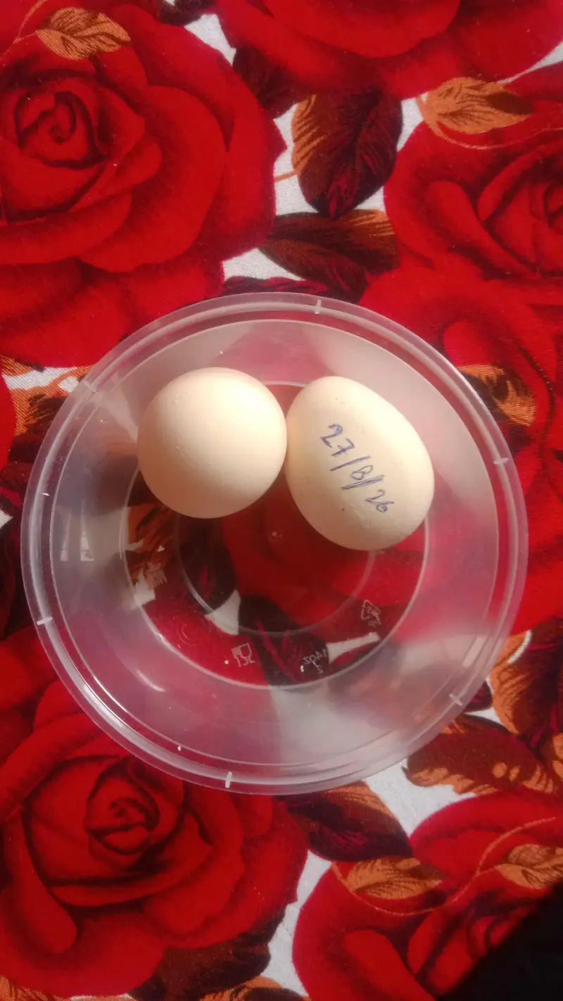 aseel amroha x Mianwali female egg laynking — photo 7