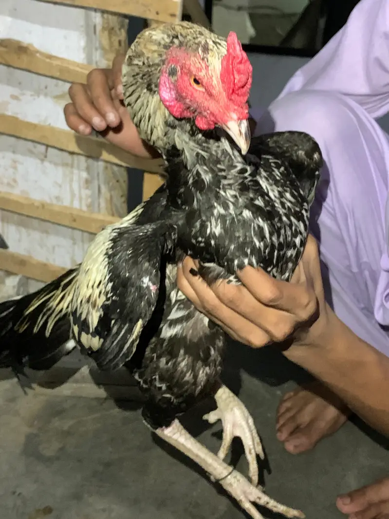 aseel amroha x Mianwali female egg laynking — photo 8