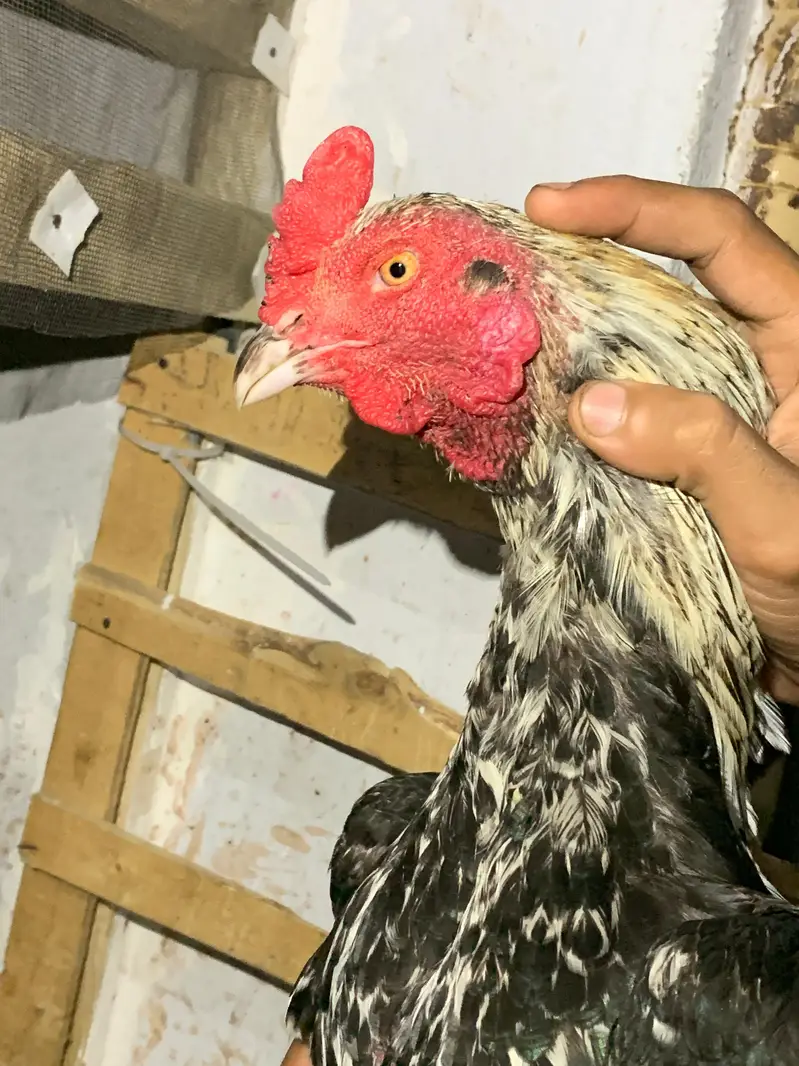 aseel amroha x Mianwali female egg laynking — photo 9