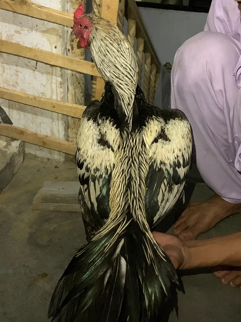 aseel amroha x Mianwali female egg laynking — photo 10