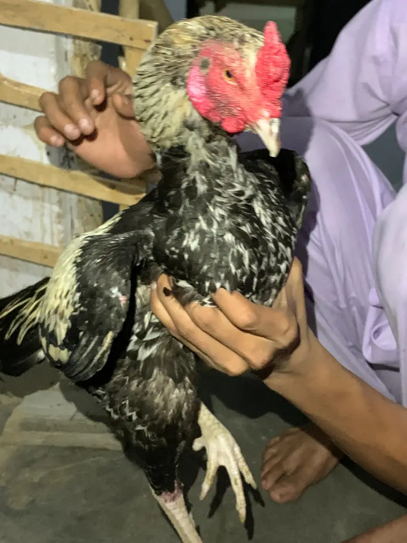aseel amroha x Mianwali female egg laynking — photo 11