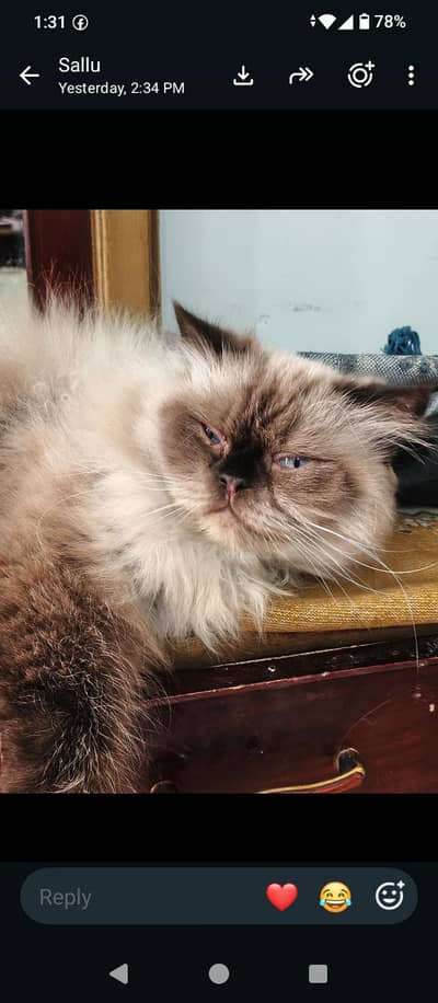 18 cats and kitten for urgent sale