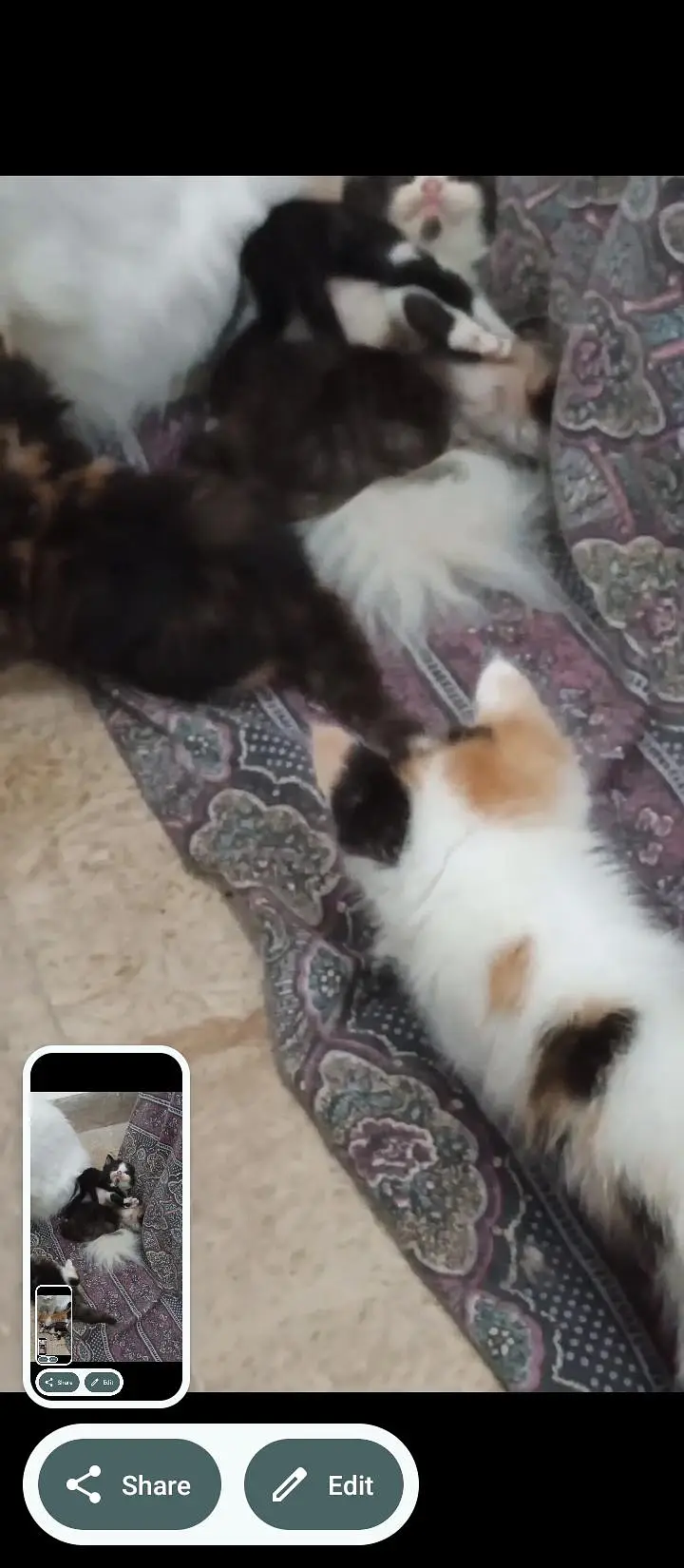 18 cats and kitten for urgent sale — photo 2