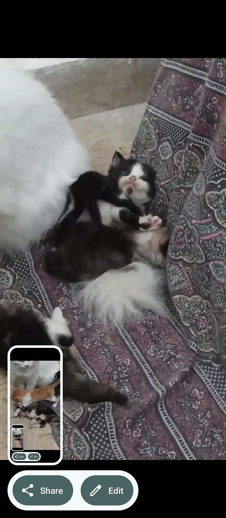 18 cats and kitten for urgent sale — photo 3