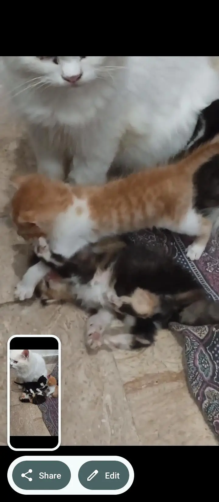 18 cats and kitten for urgent sale — photo 4