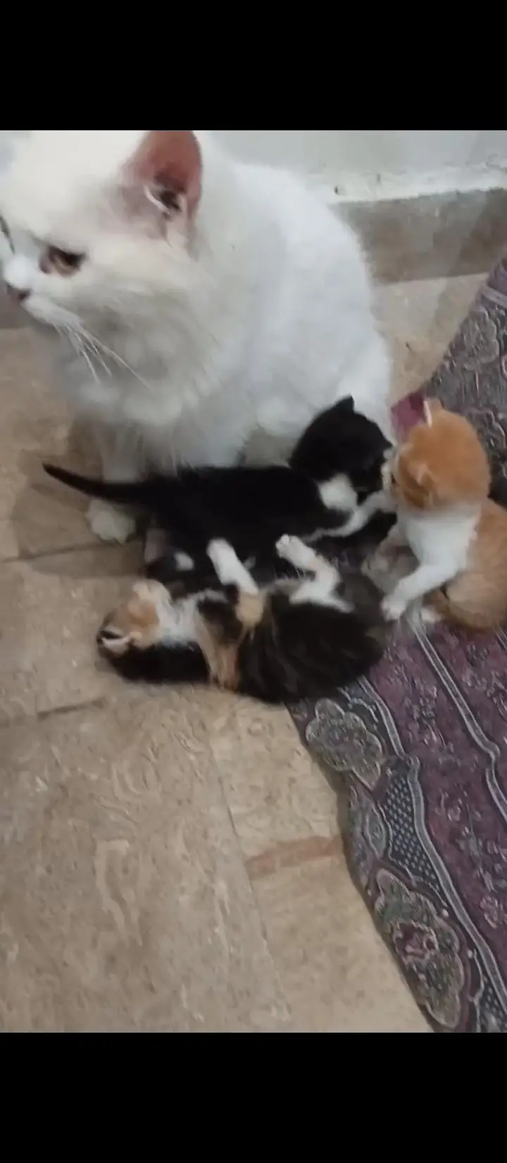 18 cats and kitten for urgent sale — photo 5