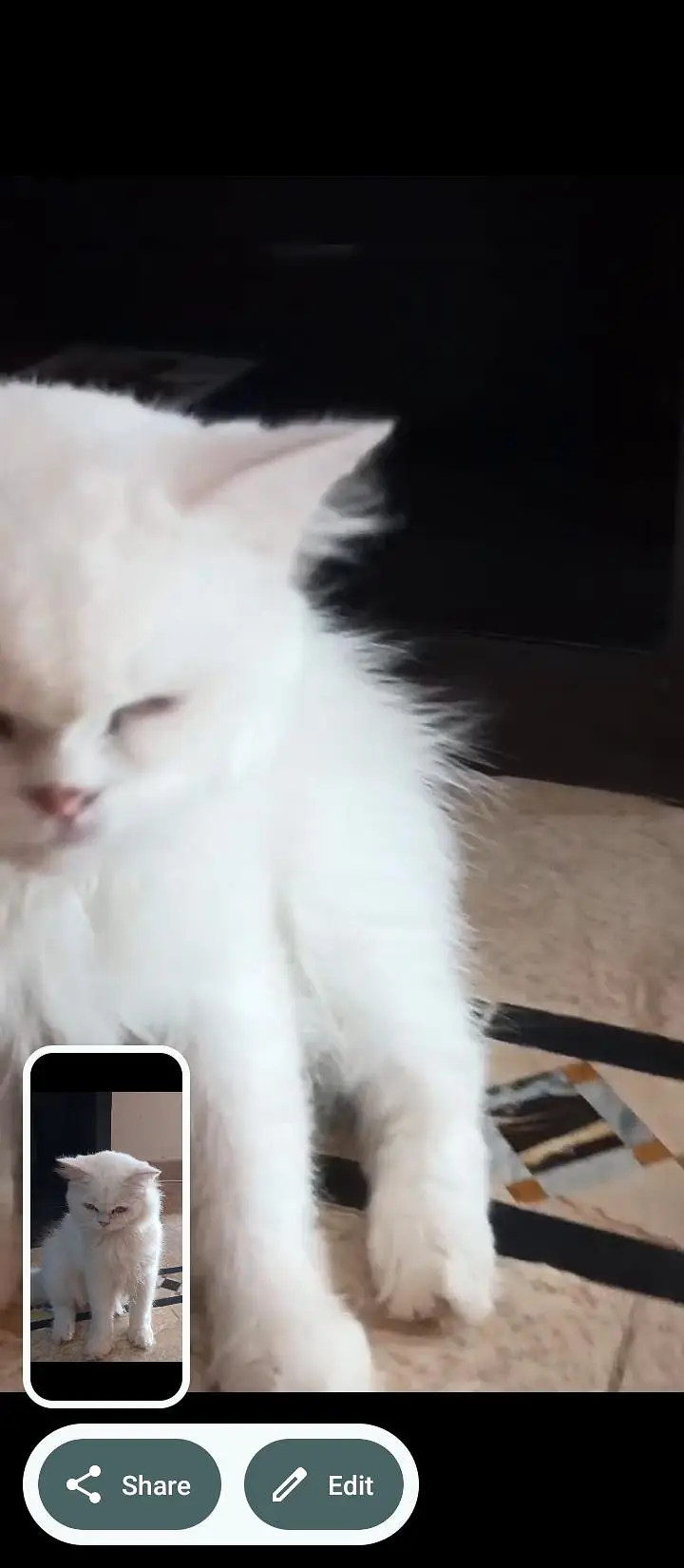 18 cats and kitten for urgent sale — photo 7