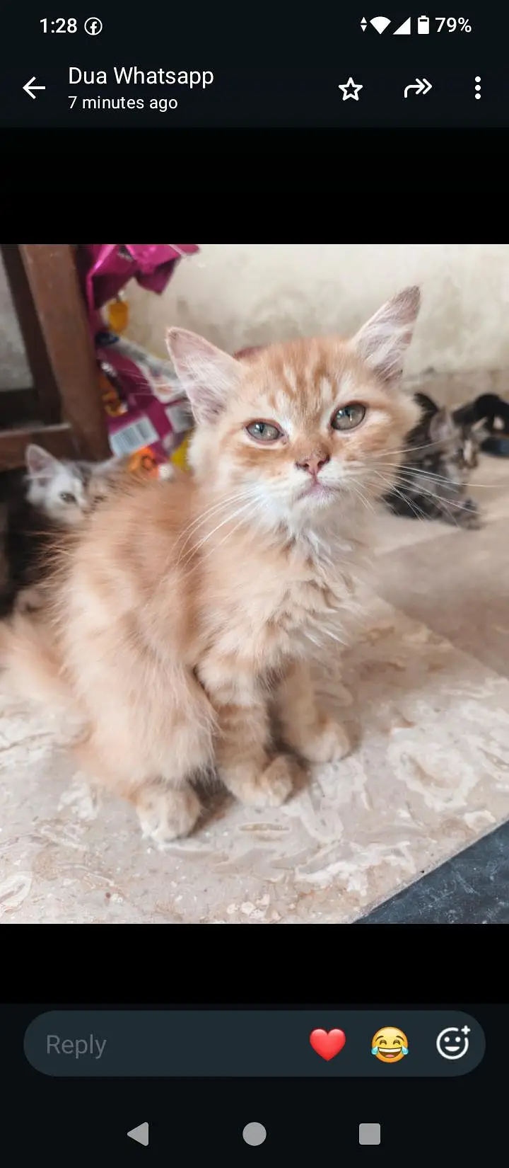18 cats and kitten for urgent sale — photo 8