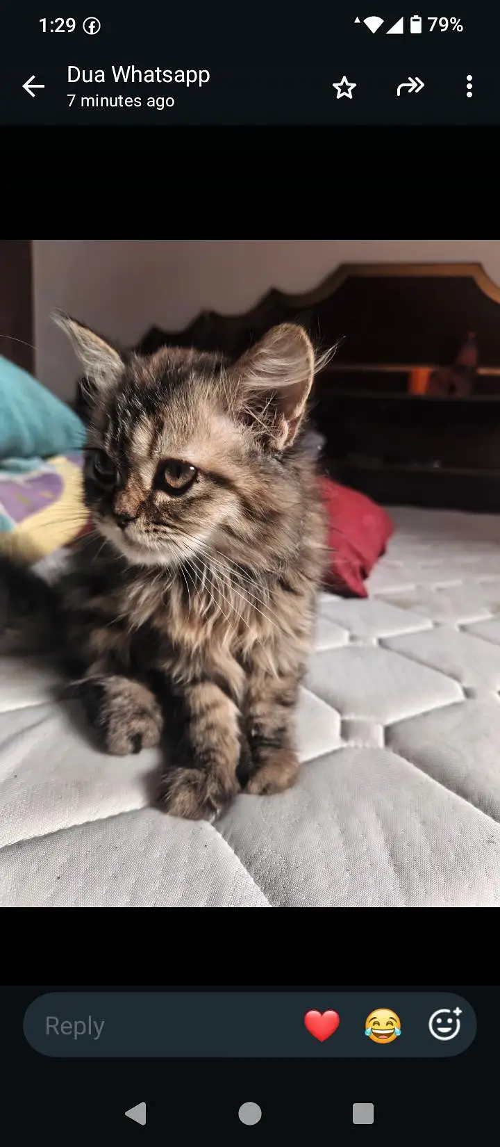 18 cats and kitten for urgent sale — photo 9