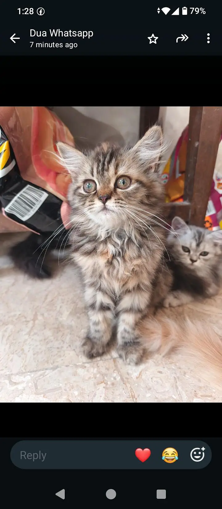 18 cats and kitten for urgent sale — photo 10