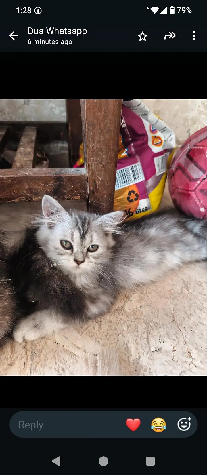18 cats and kitten for urgent sale — photo 11