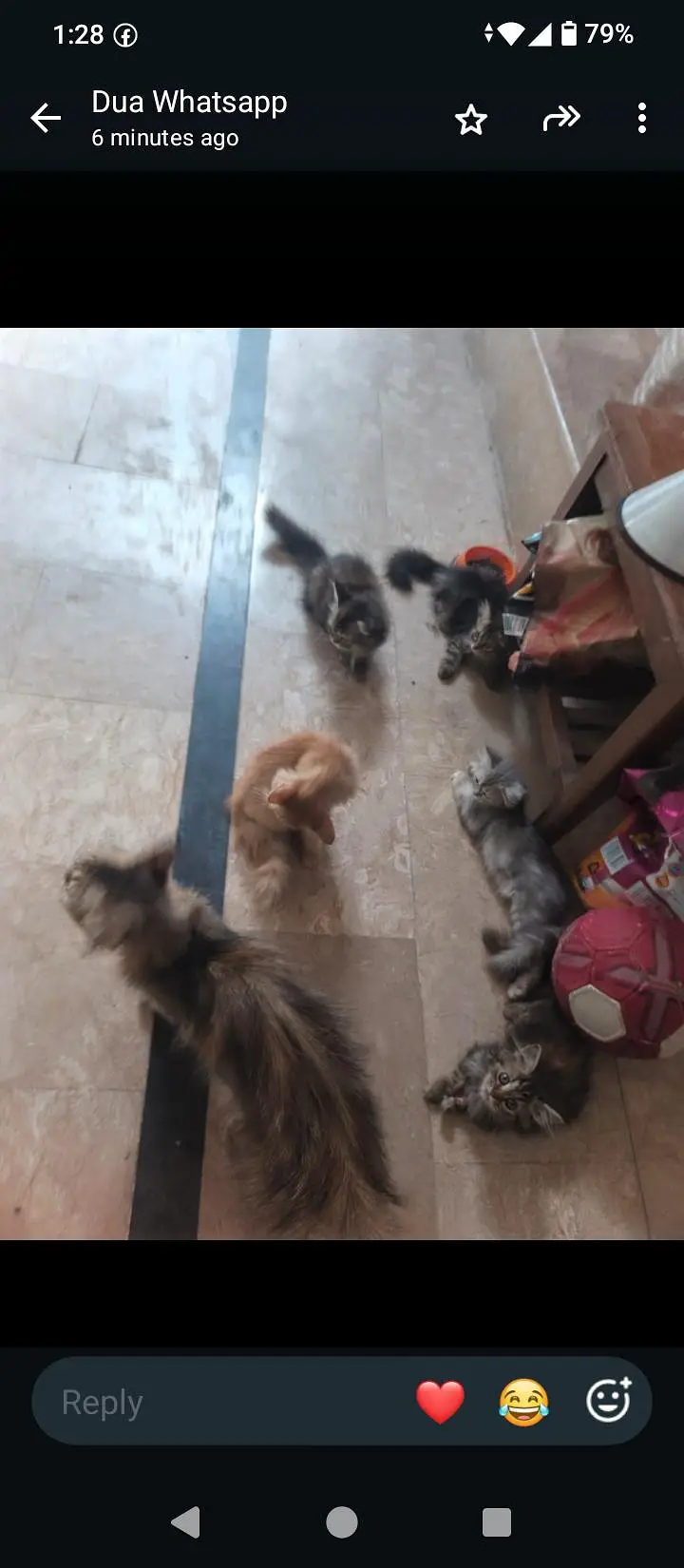 18 cats and kitten for urgent sale — photo 12