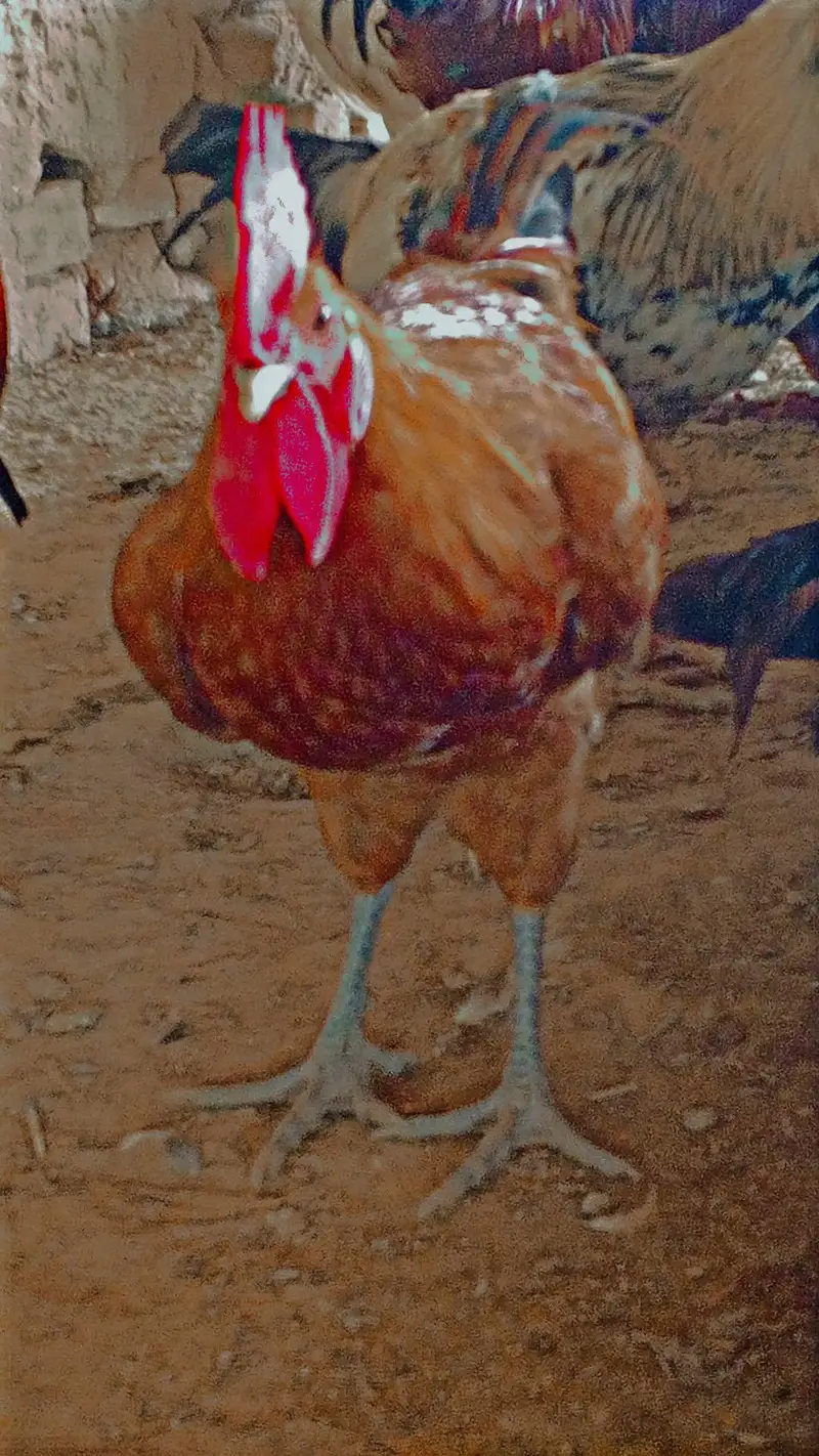 for sale — photo 3