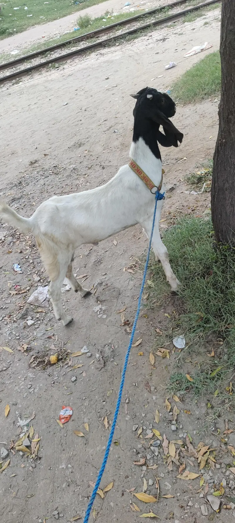 Good hight Nikalna wala — photo 2
