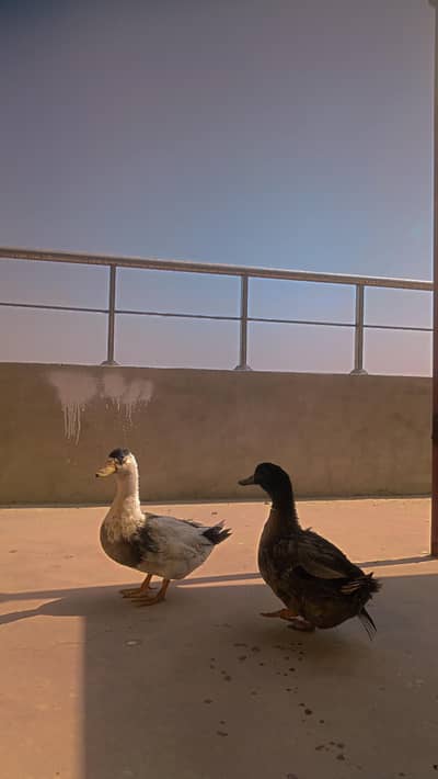 2 ducks