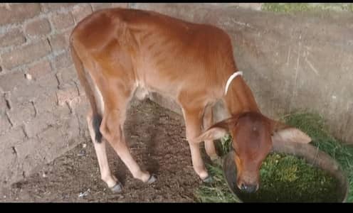 cholistani frizen cross first timer mun Sy 4 dant milk 10 03409392913