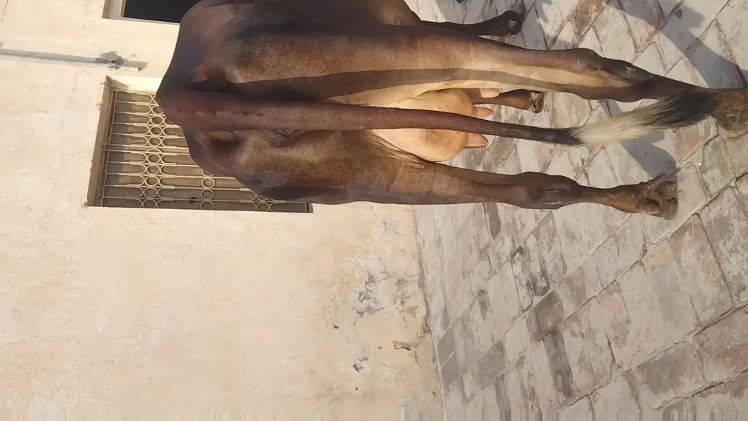 cholistani frizen cross first timer mun Sy 4 dant milk 10 03409392913 — photo 2