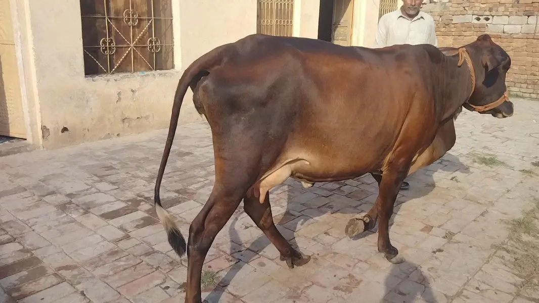 cholistani frizen cross first timer mun Sy 4 dant milk 10 03409392913 — photo 4