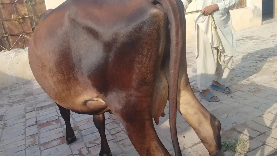 cholistani frizen cross first timer mun Sy 4 dant milk 10 03409392913 — photo 5