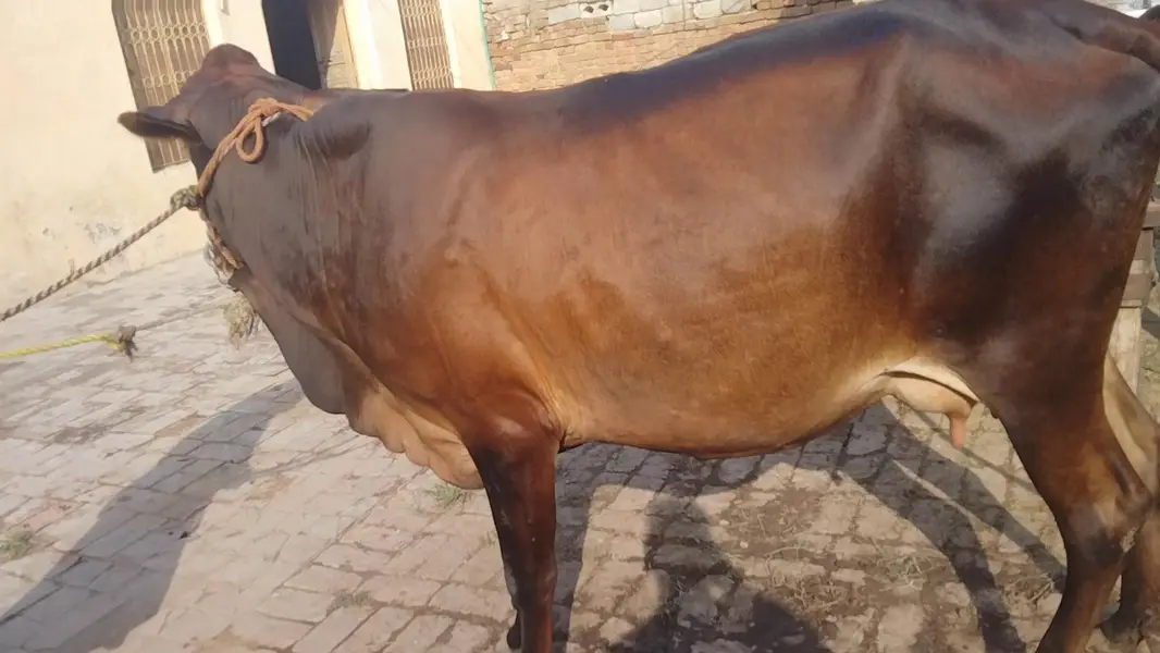 cholistani frizen cross first timer mun Sy 4 dant milk 10 03409392913 — photo 6