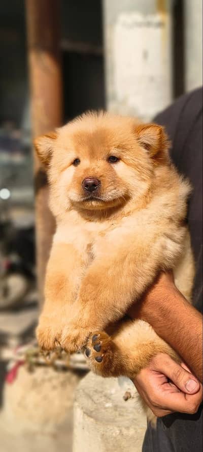 IMPORTED CHOW CHOW PUPPIES AVAILABLE FOR SALE