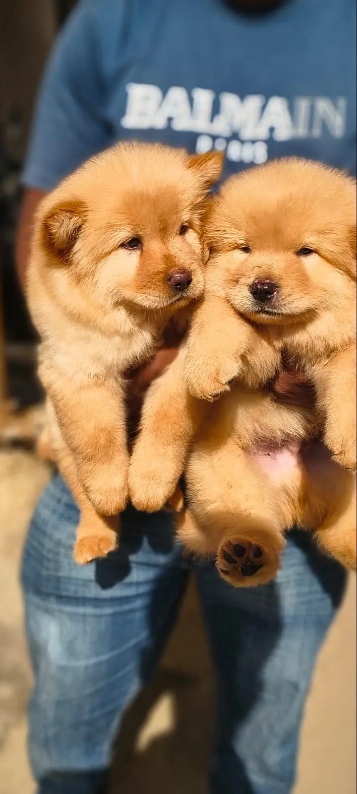 IMPORTED CHOW CHOW PUPPIES AVAILABLE FOR SALE — photo 2